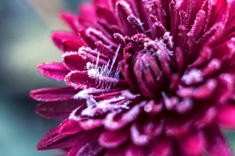 Purple chrysanthemum with frost