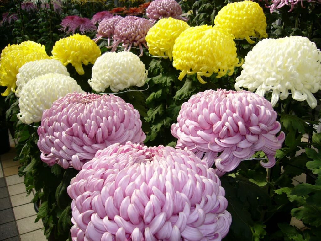 Classical Music About Chrysanthemum
