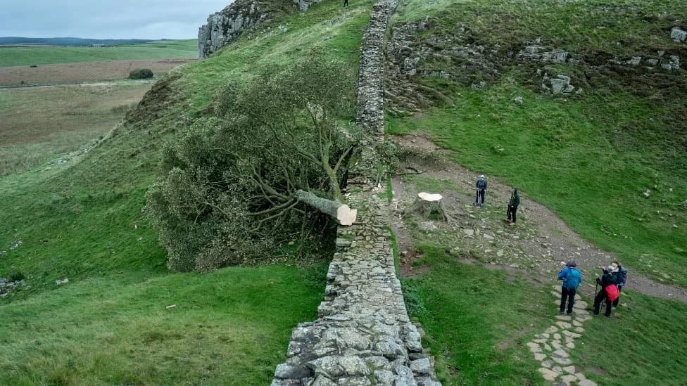 The Sycamore Gap Tree fell victim to senseless vandalism on September 28, 2023