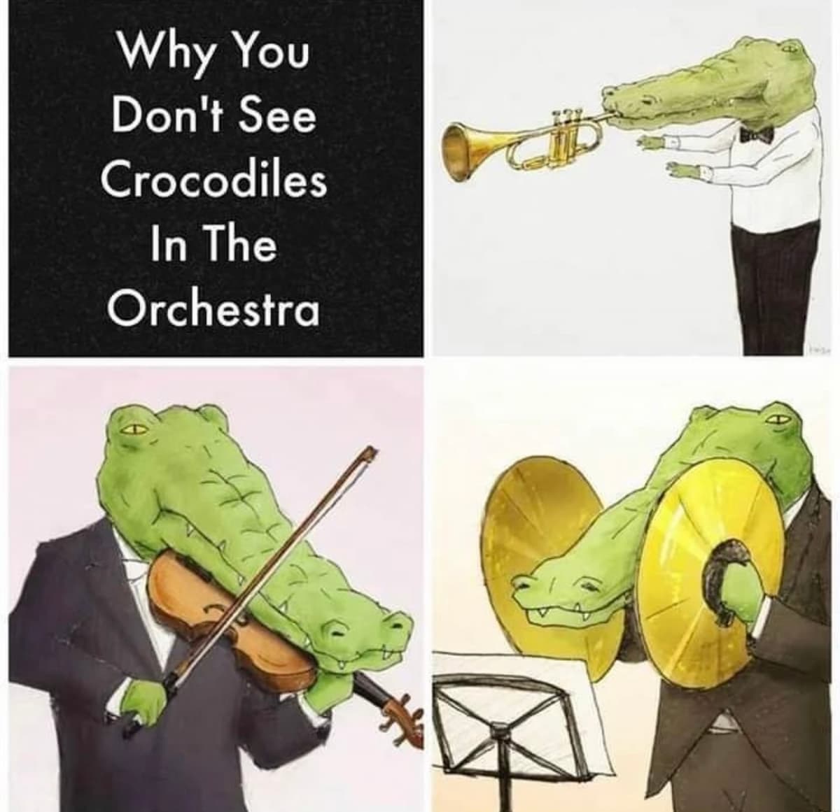 Why you don't see crocodiles in the orchestra