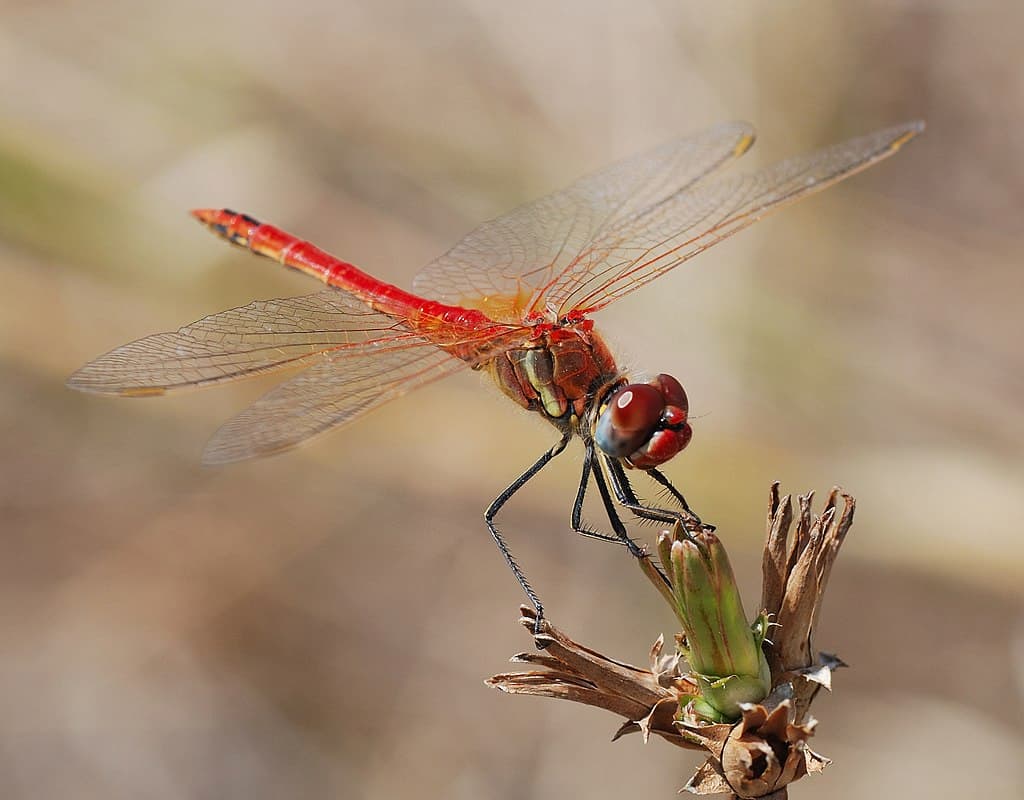 Red-veined darter dragonfly (Photo by Alvespaspar)