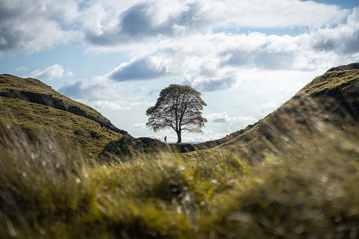 Cello Lament for The Sycamore Gap Tree