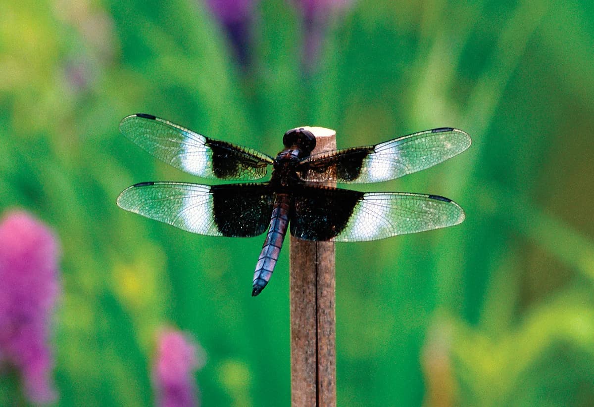 Dragonflies in Music