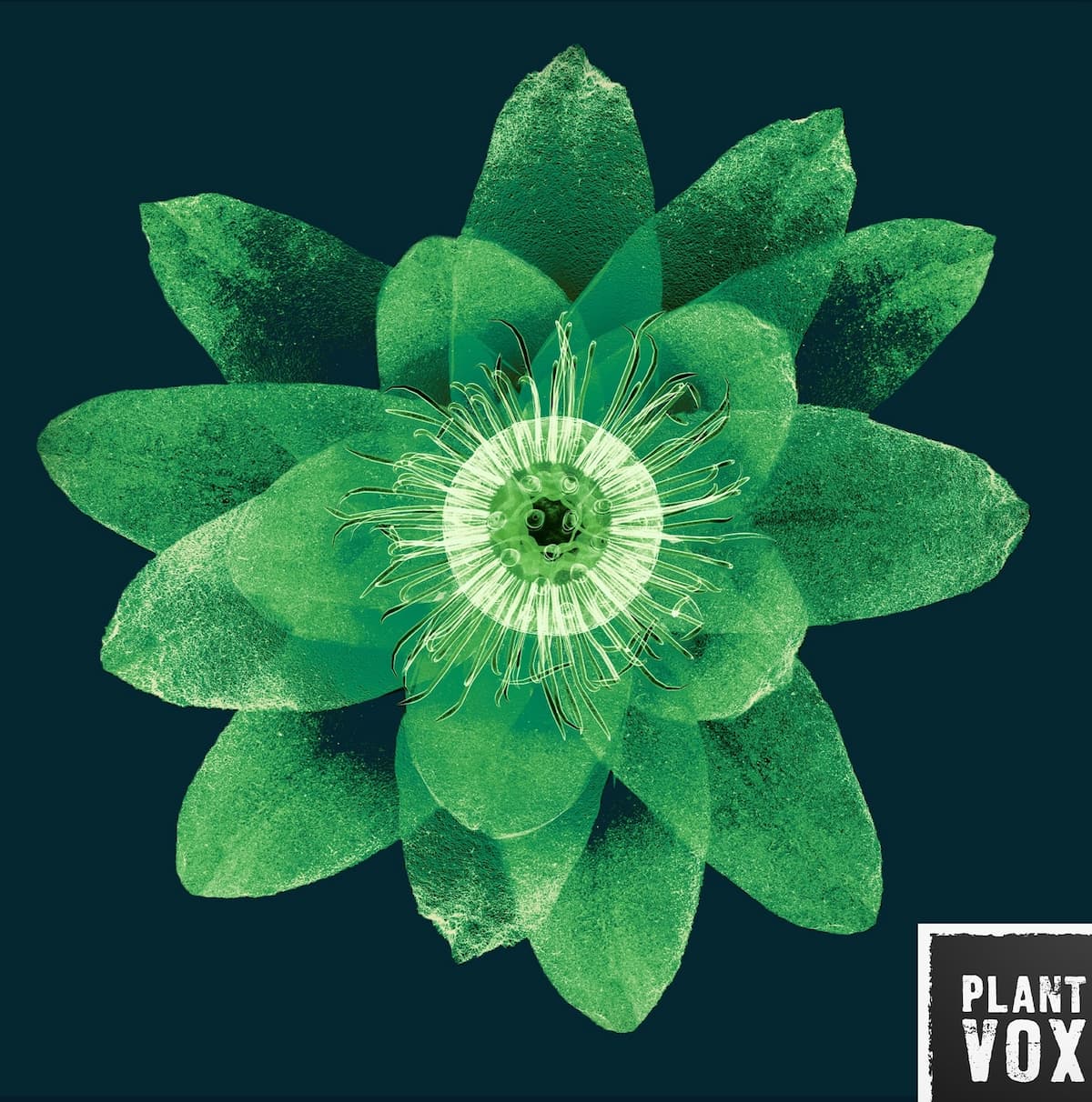 REset by PLANT VOX / Helen Anahita Wilson album cover