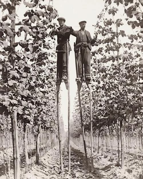 Kent Hop Pickers, 1920s