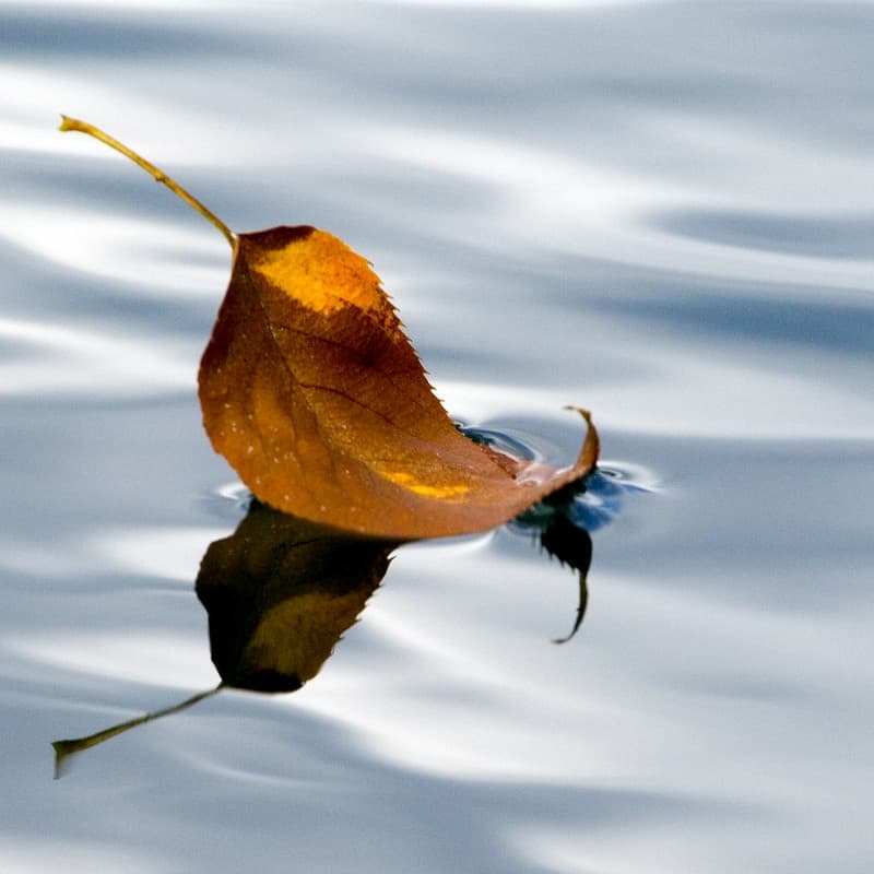 Floating Leaf (Image by Vermont Lenses)