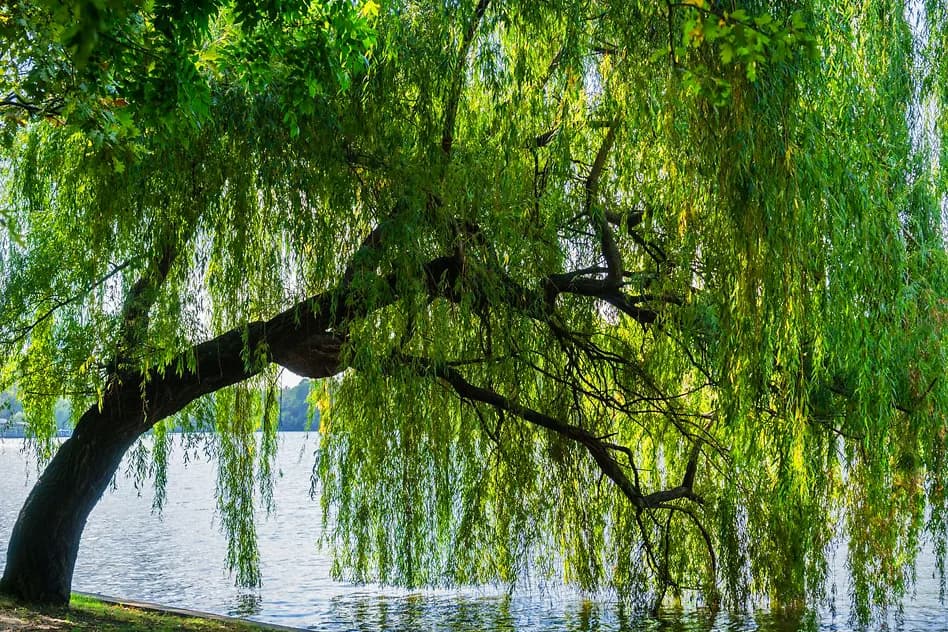 Weeping Willow