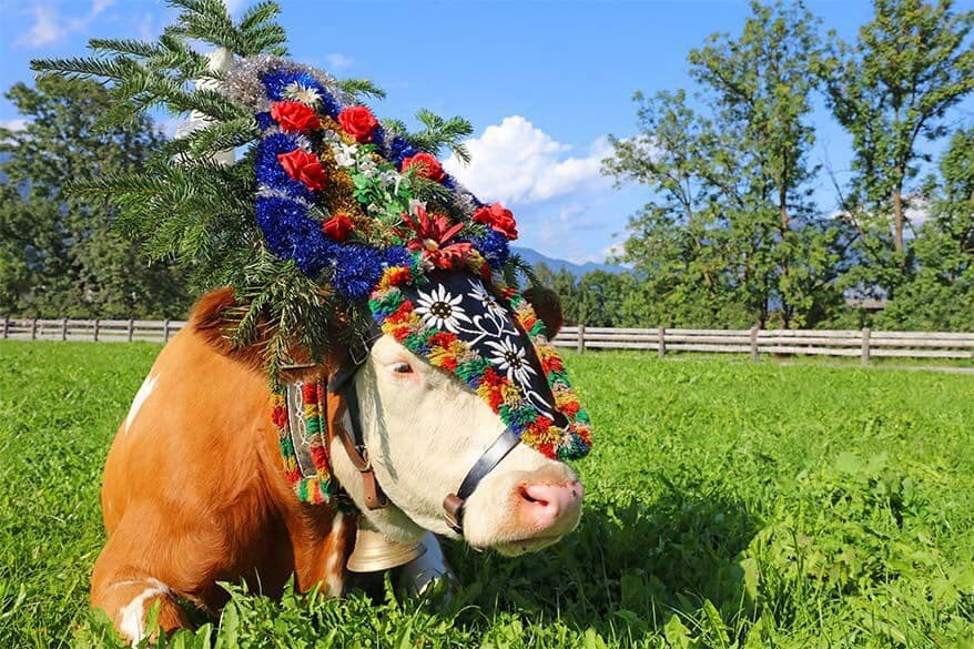 Cow with decorative headdress