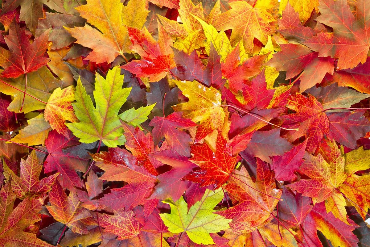 30 Pieces of Classical Music About Autumn