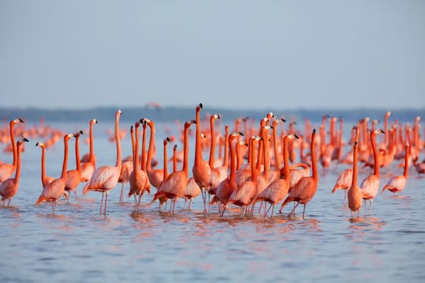 Real Flamingos