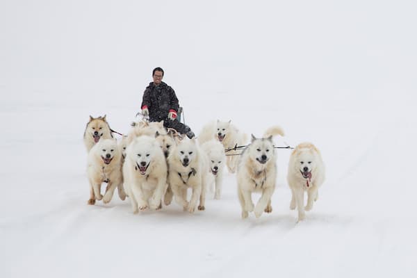 Dog Sled