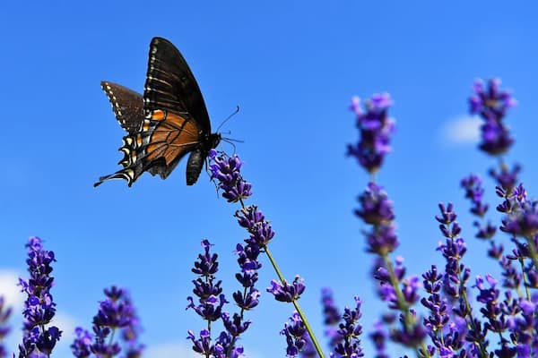 Fluttering Through Music: Classical Pieces Inspired by Butterflies