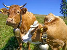 Cows with bells
