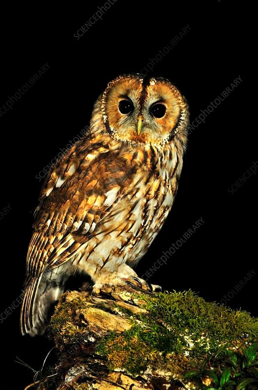 Tawny Owl at Night