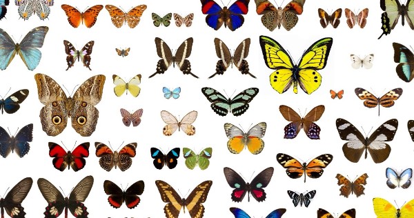 Different kinds of butterflies