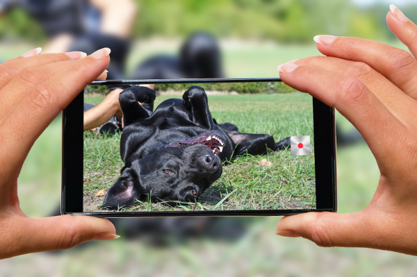 National Dog Photography Day taking picture of your dog