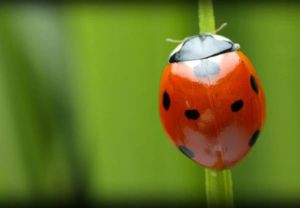 Ladybug