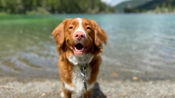 National Dog Photography Day