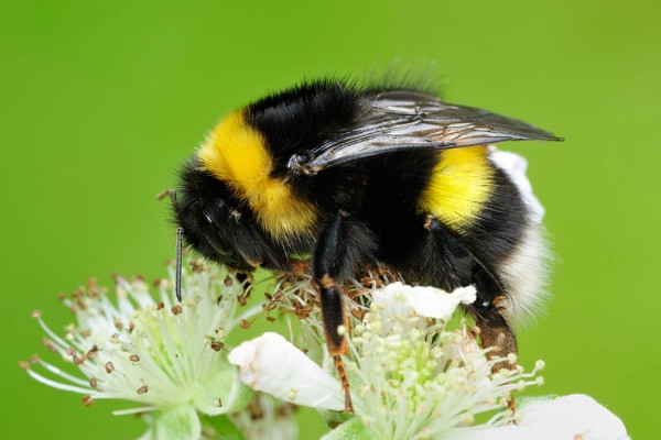 White tailed bumblebee