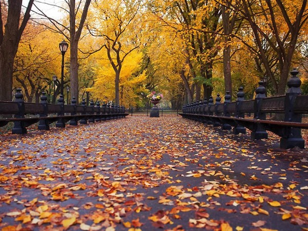 Autumn in Central Park (Photo by Chris Ford)