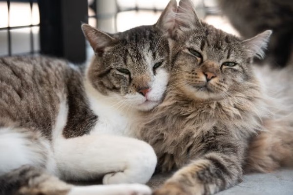 Feline Fiesta <br/> International Cat Day Craziness