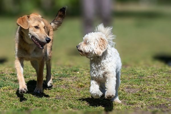 Two dogs chasing and playing with each other