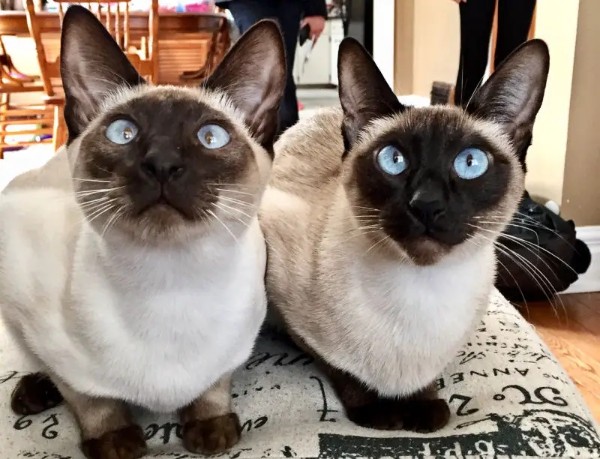 Siamese Cats