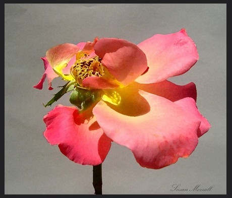 A Blown Rose (photo by Susan Morrall)