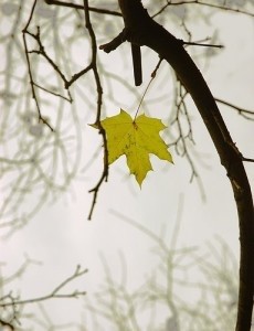 The Last Leaf on the Tree (photo by Steve Ridgley)