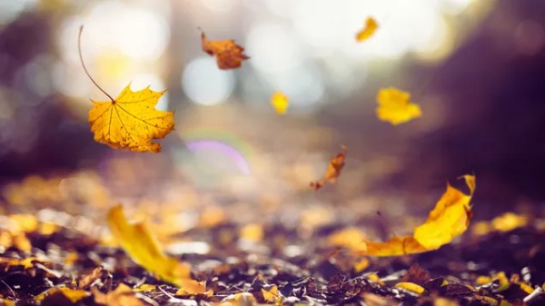 The leaves in the wind