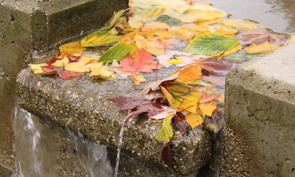 Washed leaves (image by waferboard)