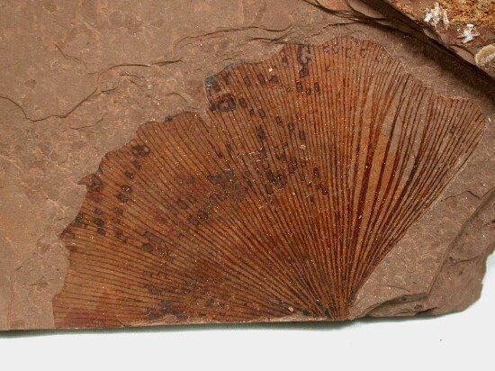 A fossil ginkgo leaf from the Eocene epoch from the McAbee Fossil Beds, British Columbia