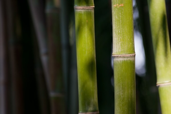Bamboo (photo by fir0002)