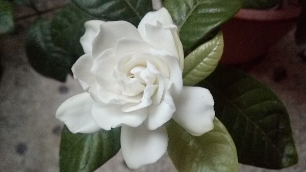 Blooming gardenia