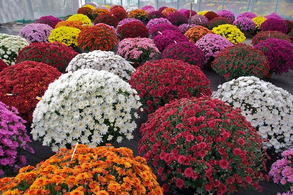 Chrysanthemums (photo by Jebulon)