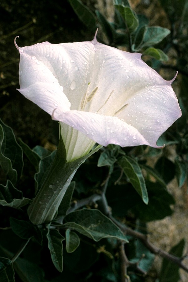 Datura flower in Joshua Tree National Park