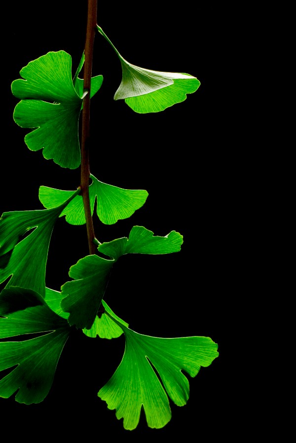 Ginkgo Leaves in Summer (photo by James Field)