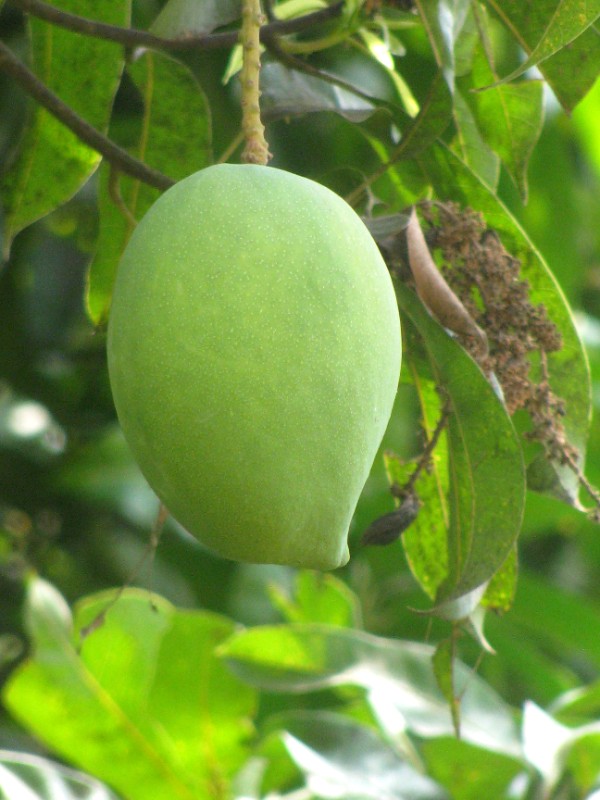 Green mango