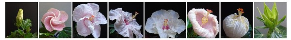 Stages in the life of a hibiscus (photos by JeedaGhazal)