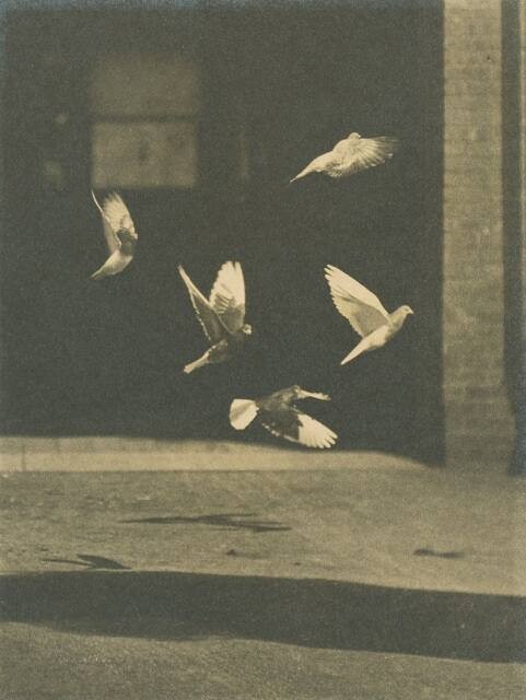 Francis Blake: Pigeons in Flight, 1889 (Nelson-Atkins Museum)