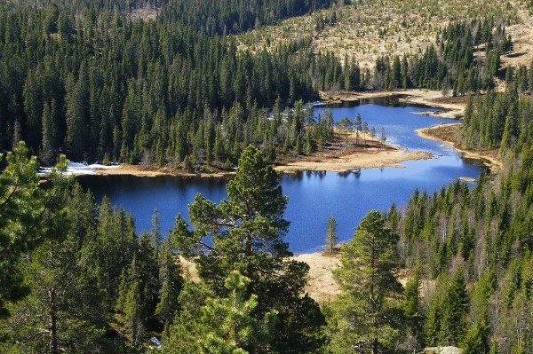 A Pine forest in Southern Norway