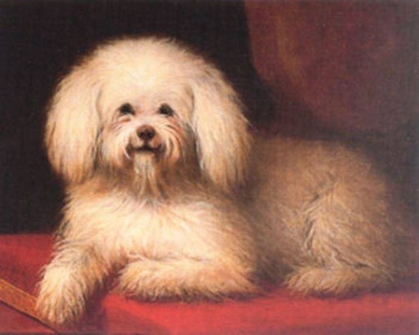 Dogs of classical music composer