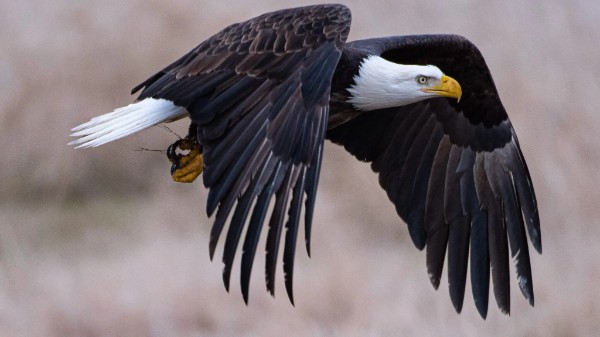 Eagle in flight