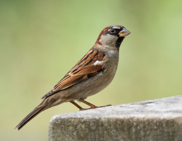 National Bird Day house sparrow