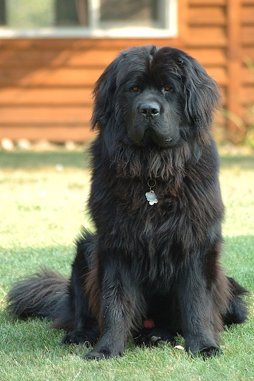 A Newfoundland dog