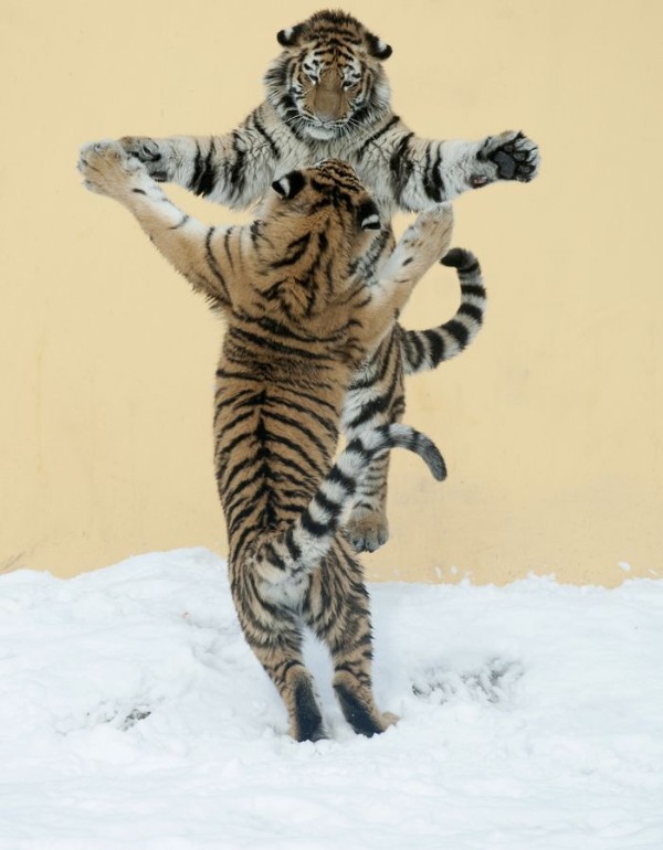 Dancing Tigers