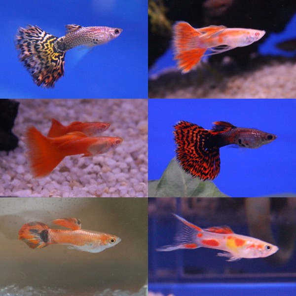 Varieties of guppies (photo by Melanochromis)
