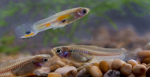 Guppy, Poecilia reticulata (photo by Per Harald Olsen)