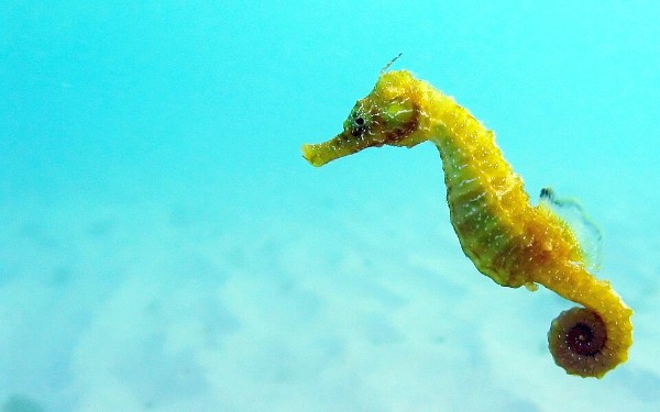 Sea Horse (photo by Florin Dumitrescu)