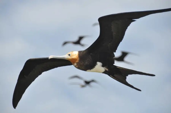 Great Frigatebird (photo by Henri Weimerskirch)